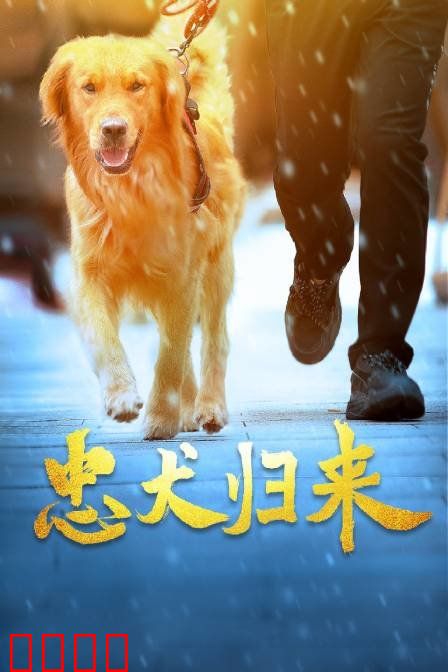 忠犬归来：跨越千里的守护