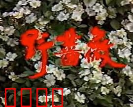 野蔷薇：命运的枷锁